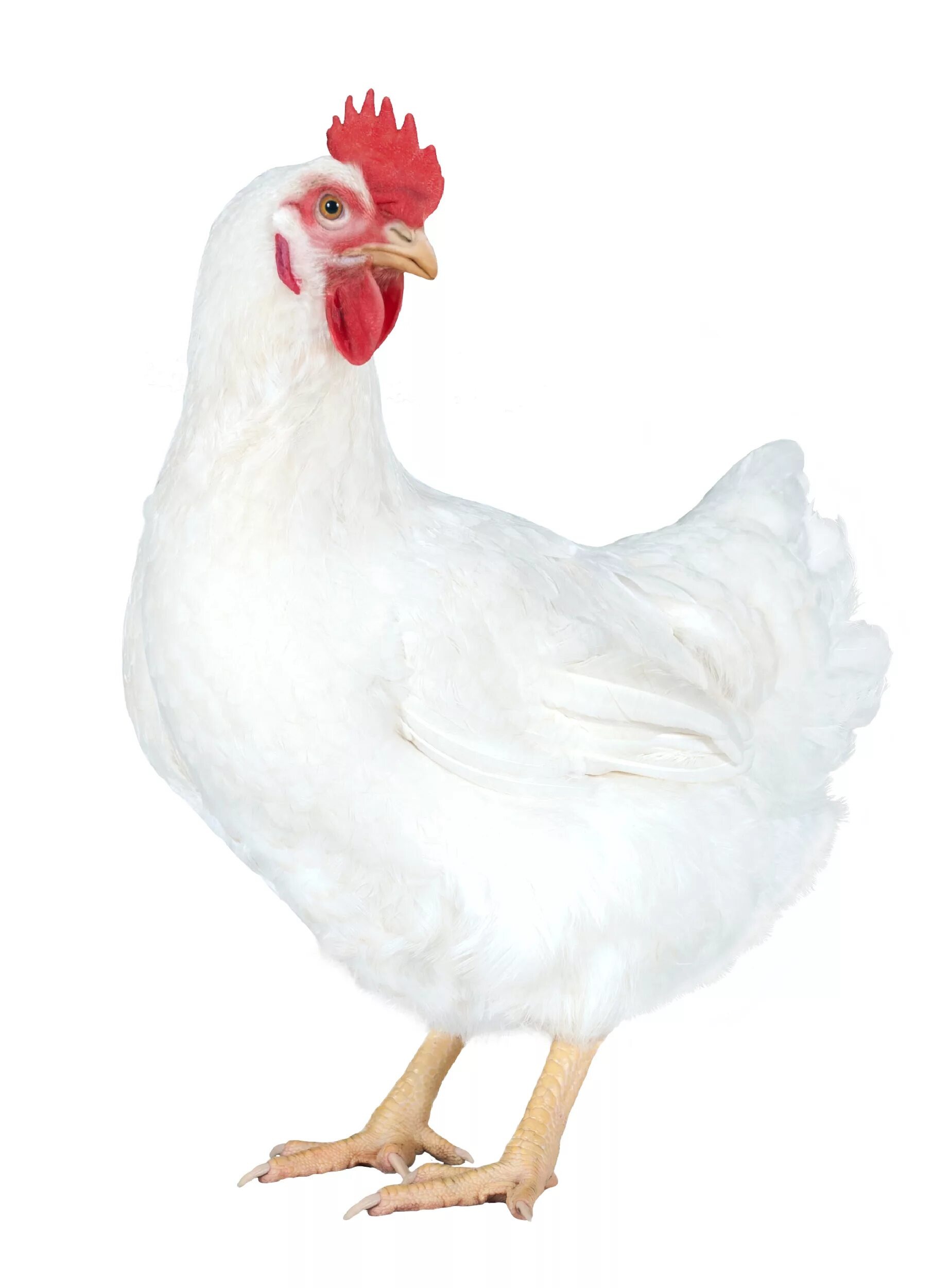 Бройлеры купить в Татарстане